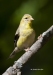 American Gold Finch 03