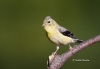 American Gold Finch 04