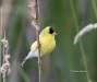 American Gold Finch 05