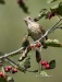 Rose Breasted Grosbeak 03