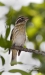 Rose Breasted Grosbeak 05