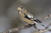 Evening Grosbeak 05