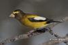 Evening Grosbeak 06