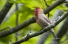 House Finch 01