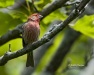 House Finch 02