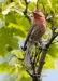 House Finch 03