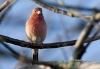 House Finch 05