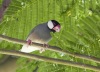 Java Sparrow 01