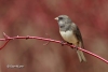 Dark Eyed Junco 05