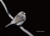 Dark Eyed Junco 01