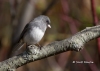 Dark Eyed Junco 03