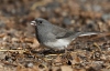 Dark Eyed Junco 04