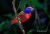 Painted Bunting 01