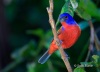 Painted Bunting 02