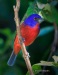 Painted Bunting 03