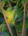 Painted Bunting 06