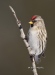 Common Redpoll 01