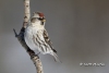 Common Redpoll 03