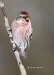 Common Redpoll 06