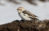 Snow Bunting 01