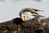 Snow Bunting 02