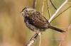 Song Sparrow 02