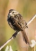 Song Sparrow 03