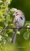 Song Sparrow 05