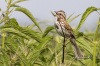 Song Sparrow 06