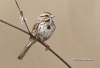 Song Sparrow 07