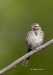 Song Sparrow 08