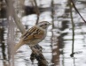 Swamp Sparrow 01