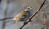 Tree Sparrow 01