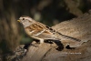 Tree Sparrow 02