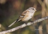 Tree Sparrow 03