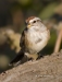 Tree Sparrow 04