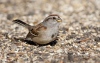 Tree Sparrow 05