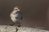Tree Sparrow 06