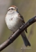 Tree Sparrow 07