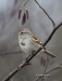 Tree Sparrow 08