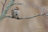 Tree Sparrow 09