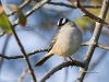 White Crowned Sparrow 01
