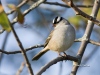 White Crowned Sparrow 01