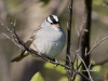 White Crowned Sparrow 02