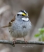White Throated Sparrow 07