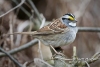 White Throated Sparrow 08