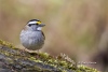 White Throated Sparrow 01