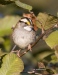 White Throated Sparrow 02
