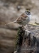 White Throated Sparrow 03