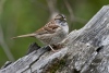 White Throated Sparrow 04